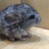 チンチラベビー♂☆里親募集 サムネイル2