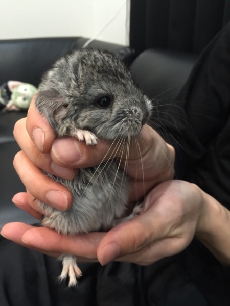 チンチラベビー♂☆里親募集 サムネイル3