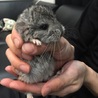 チンチラベビー♂☆里親募集 サムネイル3