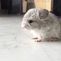 チンチラベビー♀☆里親募集