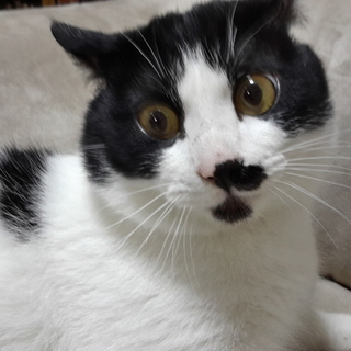 遊びが大好きなてんこちゃん