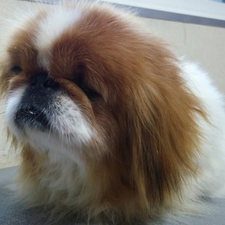 ペキニーズの里親募集します。