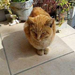 脱水症状のところ。