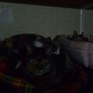 祖父母が飼っていた猫の里親募集です（２）