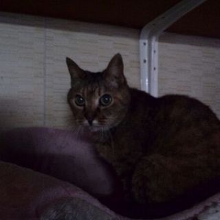 祖父母が飼っていた猫の里親募集です（３）