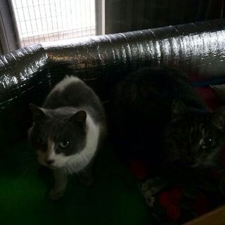 祖父母が飼っていた猫の里親募集です（4）