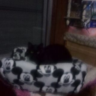 祖父母が飼っていた猫の里親募集です（5）