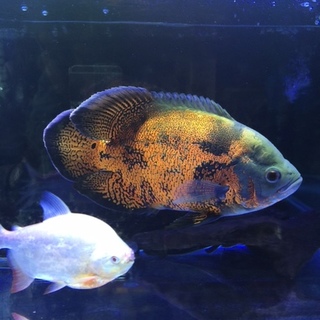 オスカー里親募集中！