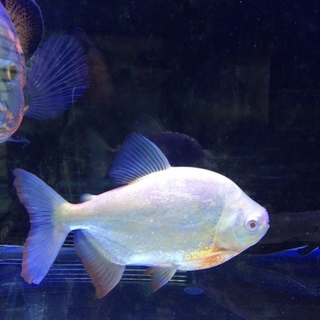 コロソマ里親募集中！