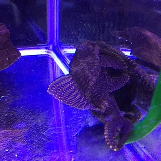 セルフィンプレコ里親募集！