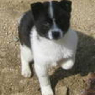 オセロくん素敵な里親Ｋ様に決まりました