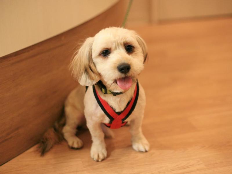 ダックス×シーズー4か月」東京都 - 犬の里親募集(62714) :: ペット