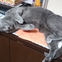 シアン