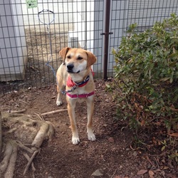 わんわんルーム定期譲渡会 サムネイル2