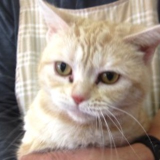 アメショーネコちゃん女の子　レッドタビー