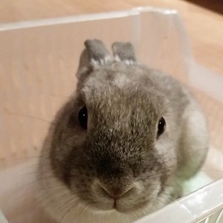 カイ♂生後１０ヶ月　レスキューうさぎの新家庭募集