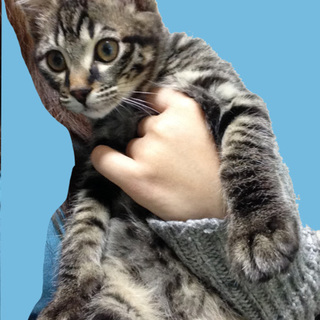 おっとりマイペースなキジトラ子猫【トイレ勉強中】