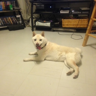 お見合いが入り一時停止