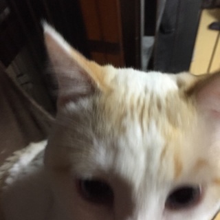 家族が猫アレルギーの為、里親さん募集