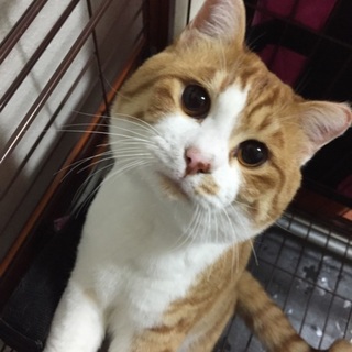 家族が猫アレルギーの為、里親さん募集