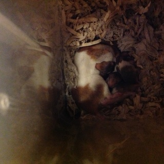 ゴールデンハムスター赤ちゃん2/26生まれ東京都