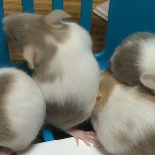 カラーマウス（ハツカネズミ）里親募集です。