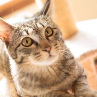 元気で懐こいきじとらの男の子