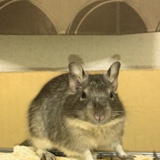 デグーの里親募集します