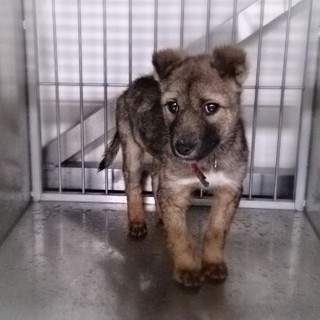 ☆緊急募集！　命の期限は１８日　シャイな男の子☆