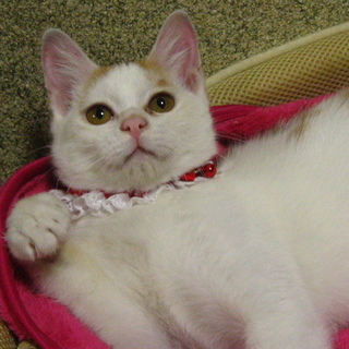 茶白のかわいい女の子♪4-5カ月