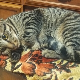 雑種1才雄甘えん坊