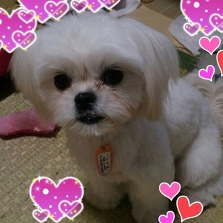 マルチーズ？チーズちゃん