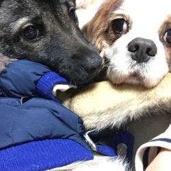 クッキーとローズさんの仲