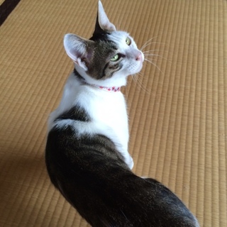 元捨て猫のコメたん、おうちを募集中です