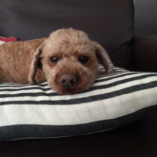 トイプーレッドの人懐こい男の子です。