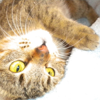 タオルって気持ちいい　タオル大好き猫ちゃん？？