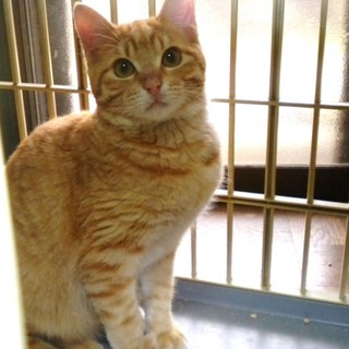 ちょっと儚げな感じがする綺麗な子です。