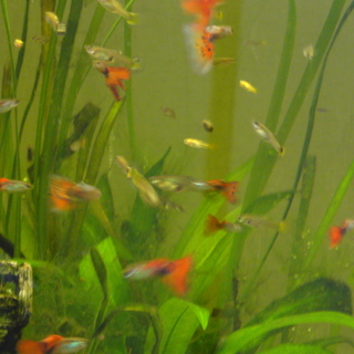 グッピー　お譲りします