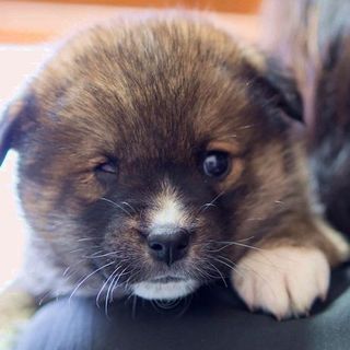 里親様が決定致しました。