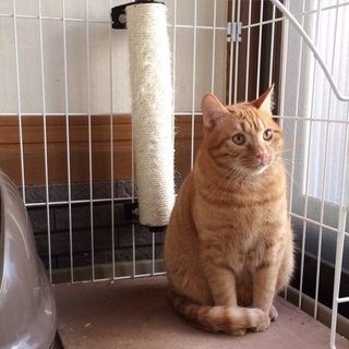 愛嬌たっぷりの茶トラくん！