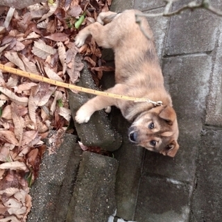 元気な男の子！ワクチン・駆虫剤済