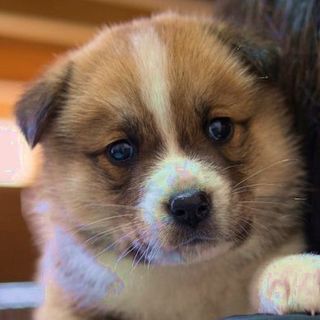 里親様が決定致しました。