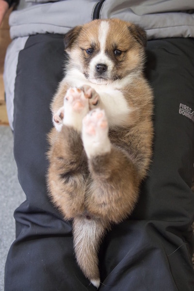 里親様が決定致しました。 サムネイル2