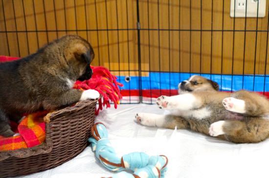 里親様が決定致しました。 サムネイル7