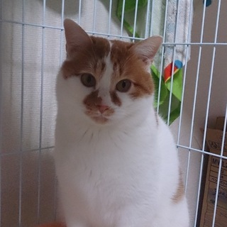 保護猫兄弟★里親募集中です！