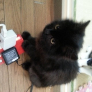 子猫の黒猫里親募集！大切にしてくれる方のみ