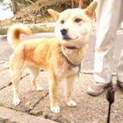 3月13日殺処分予定になってます