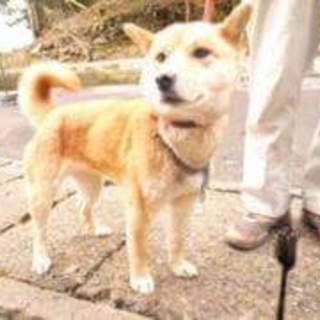 3月13日殺処分予定になってます