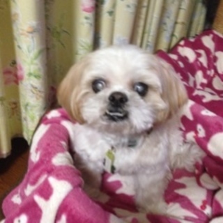 仮名：ポッケ　フレンドリーな明るい性格