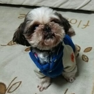 仮名：ラッキー　お利口な子